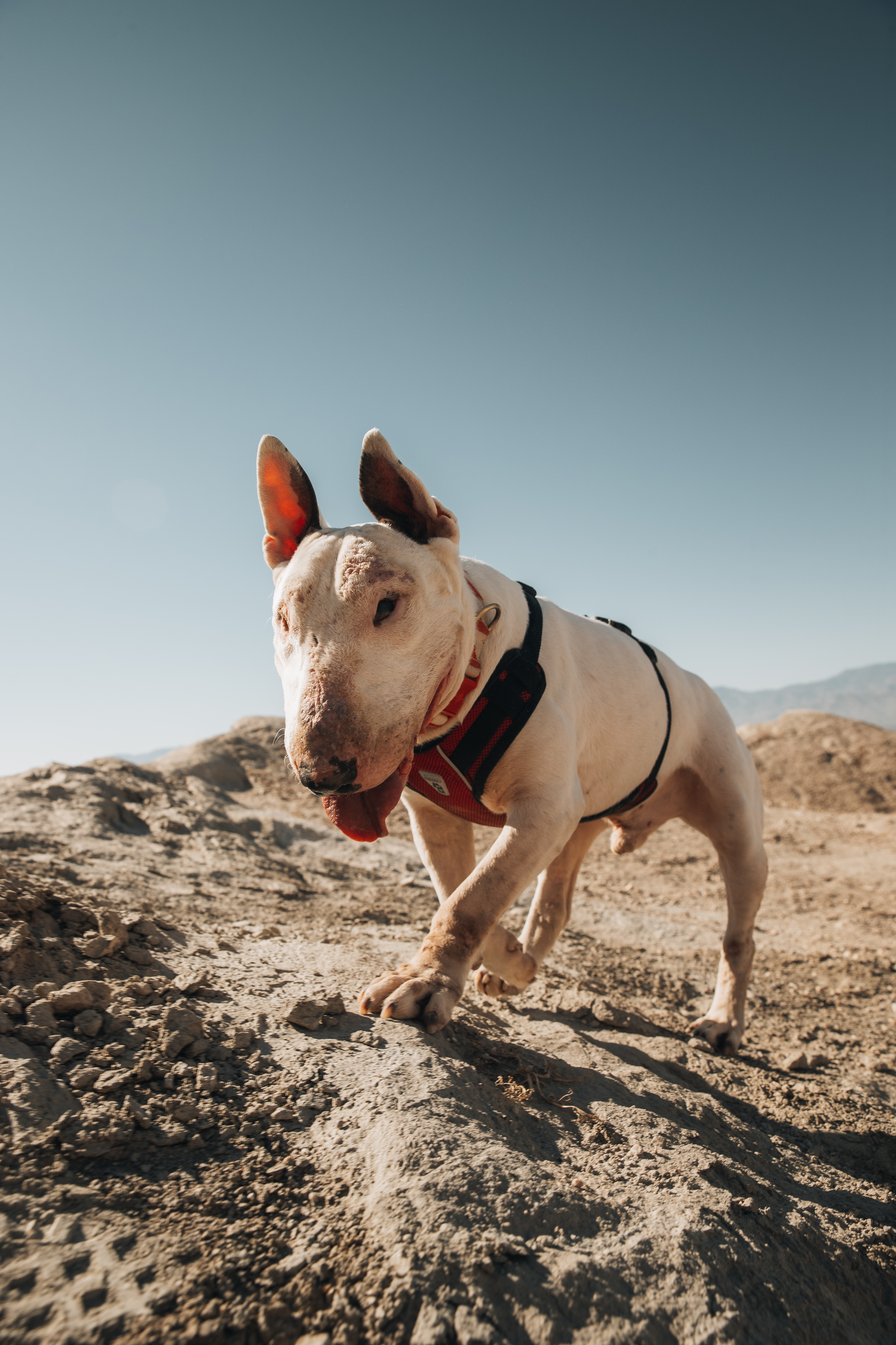 Bull Terrier in natural light